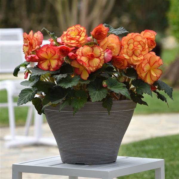 Begoonia x tuberosa Sun Glow 10 seemet