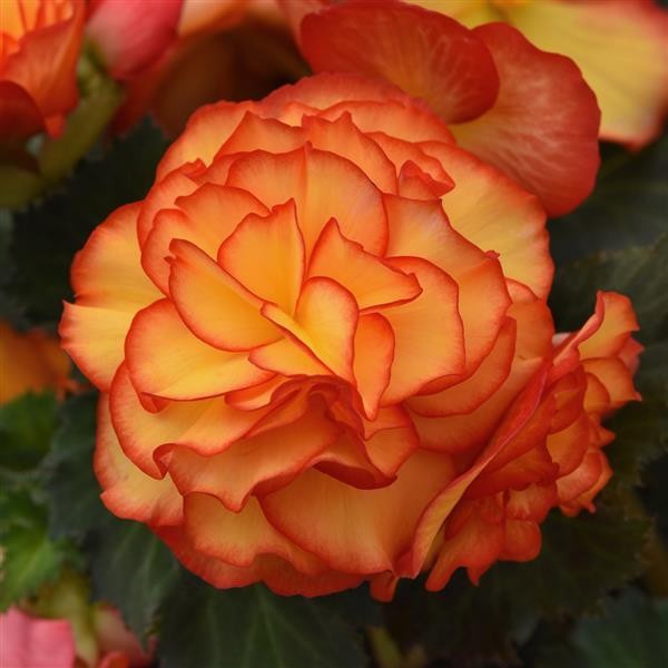 Begoonia x tuberosa Sun Glow 10 seemet
