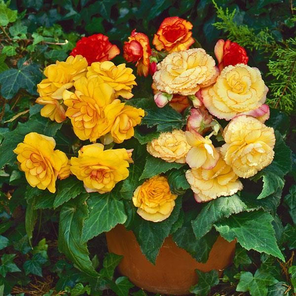 Begoonia x tuberosa Sunset Shade 10 seemet