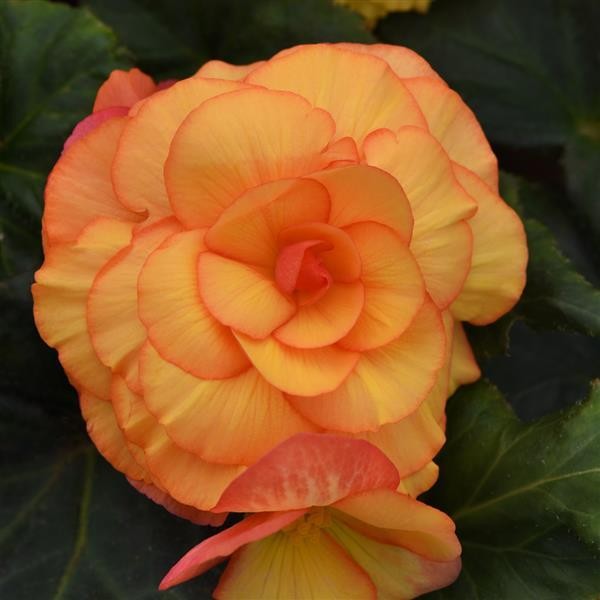 Begoonia x tuberosa Sunset Shade 10 seemet