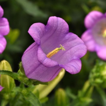 Katilėlis Lilac 10s 2628