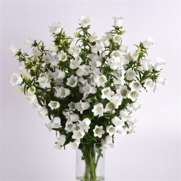 Katilėlis White 10s 2629