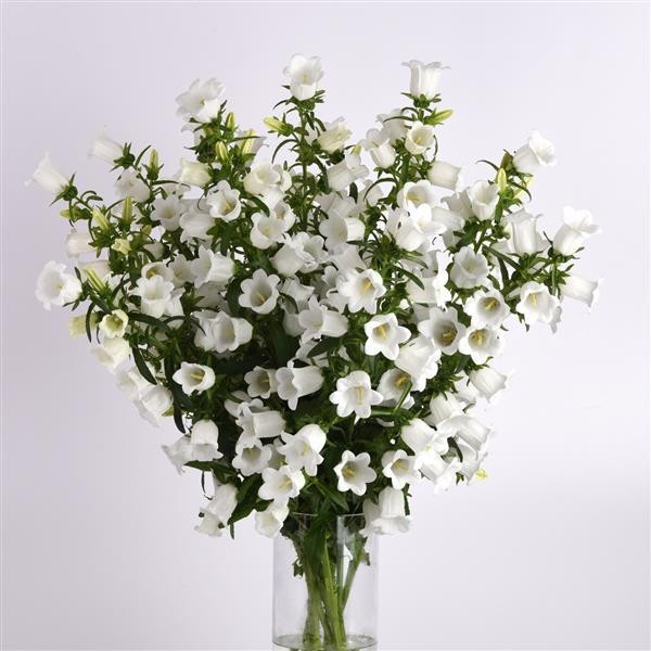 Katilėlis White 10s 2629