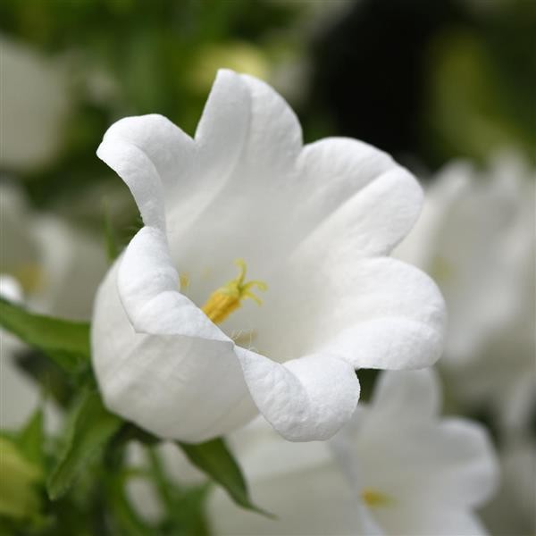 Katilėlis White 10s 2629