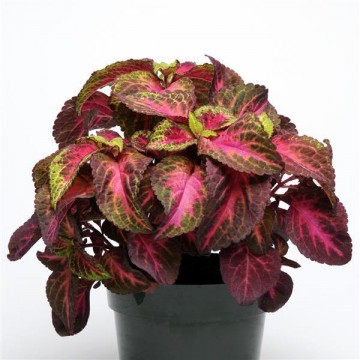 Margenis Rose Lime Magic 5s...