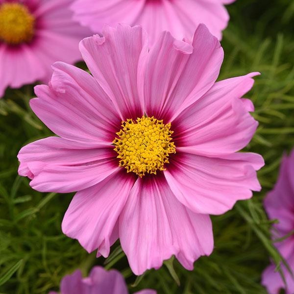 Cosmos bipinnatus Pink Blush 10 seemet