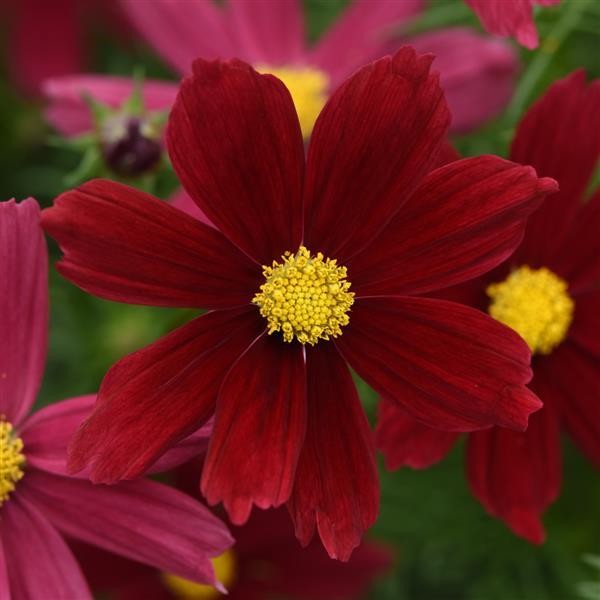 Cosmos bipinnatus Red Shade 10 seemet