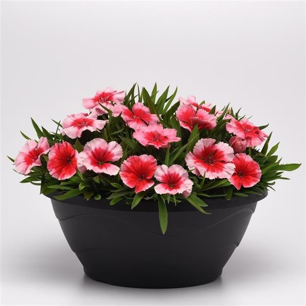Hiina nelk Strawberry 10 seemet