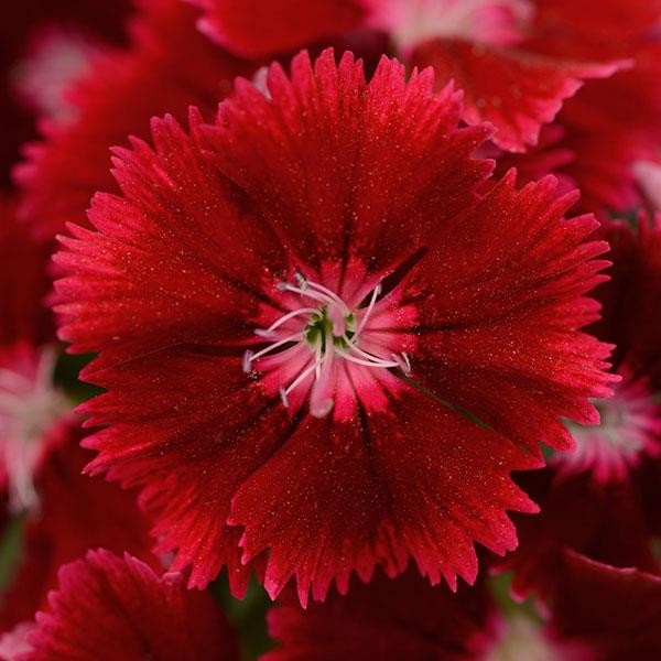 Dianthus chinensis x barbatus Crimson 5s