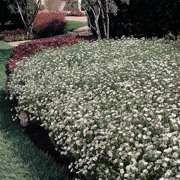 Dianthus barbatus interspecific White Blush 5s