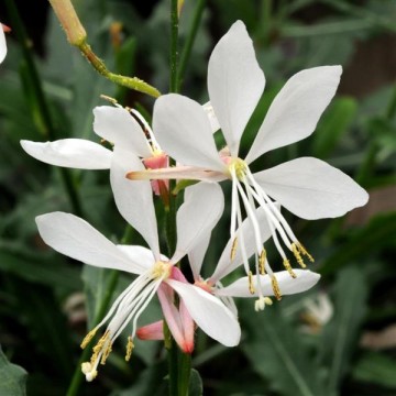 Gaura White 5s 2645