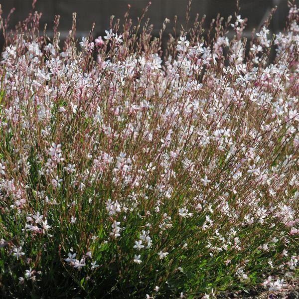 Gaura lindheimeri White 5 seemet