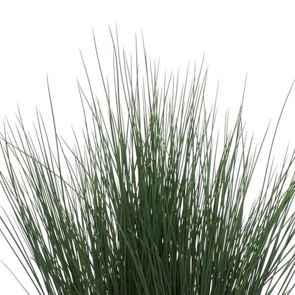 Juncus tenuis Blue Dart 5 seemet