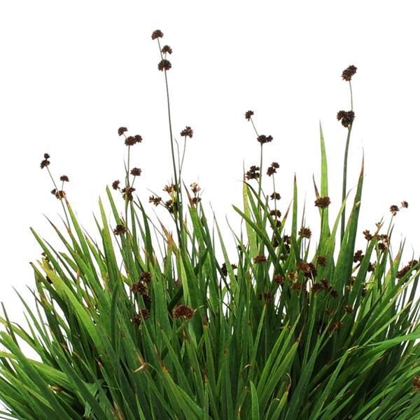 Juncus ensifolius Starhead 5 seemet