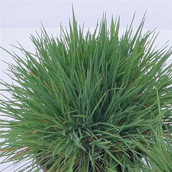 Kelerija Coolio 5s 2652