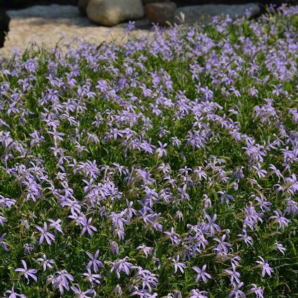 Lyguolė Blue 10s 2656
