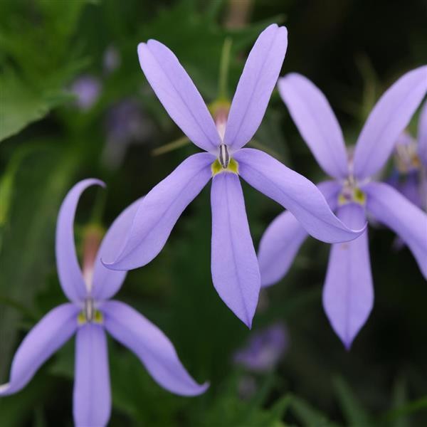 Lyguolė Blue 10s 2656