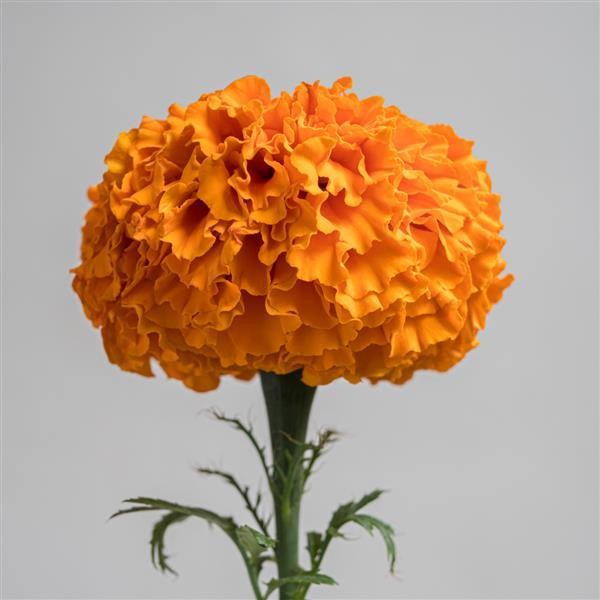 Tagetes erecta Orange 10 seemet