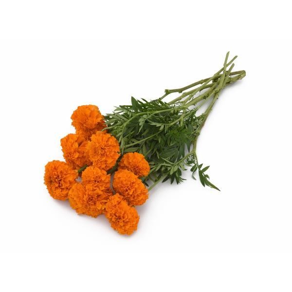 Tagetes erecta Orange 10 seemet