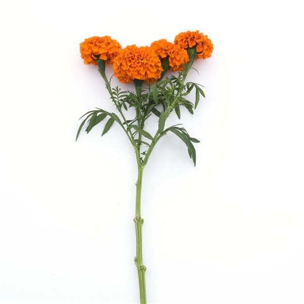 Tagetes erecta Orange 10 seemet