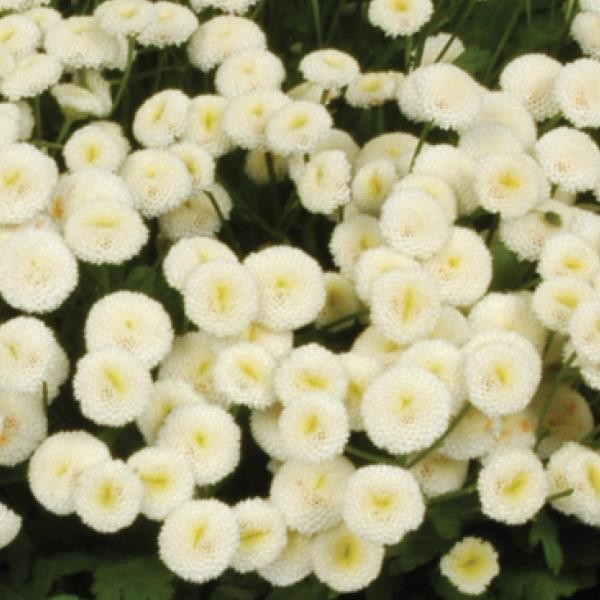 Tanacetum parthenium Snowball extra 10 seemet