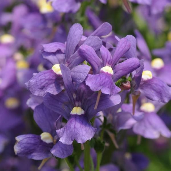 Nemesia foetans Blue 10 seemet