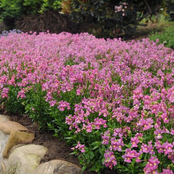 Mäginemeesia Pink deep 10s