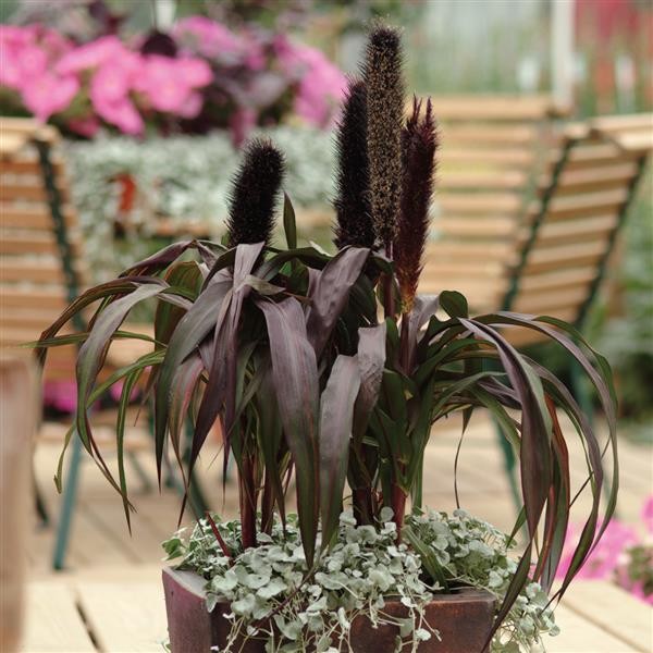 Neegri-hiidhirss Purple Baron 5 seemet