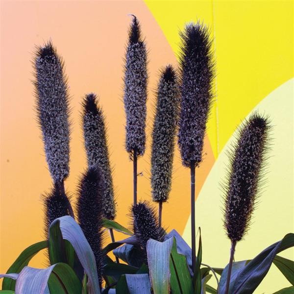 Neegri-hiidhirss Purple Baron 5 seemet