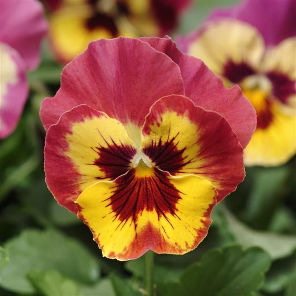 Viola Rose Picotee 10s