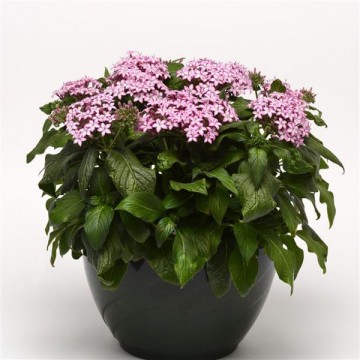 Pentas Purple Star 5s 2668