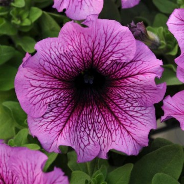 Petunia Sugar 10 seemet