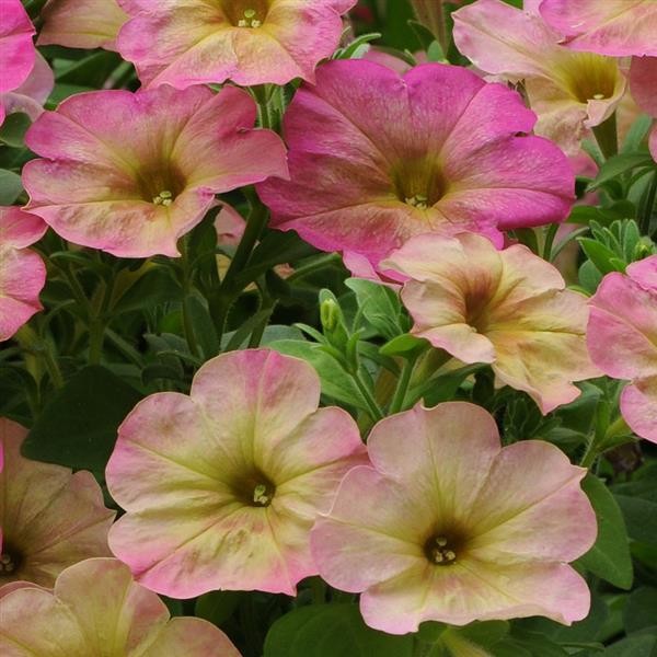 Petunia x hybrida Dusty Rose 5 seemet