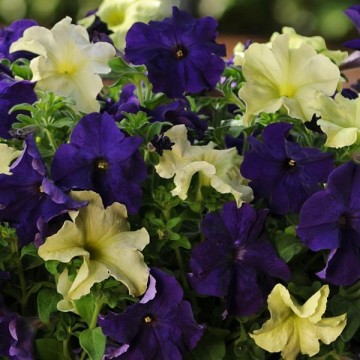 Petunia x hybrida Blueberry...