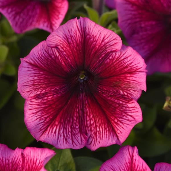 Petunia Plum 10 seemet