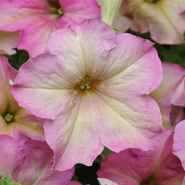 Petunia x hybrida Antique Shades 5 seemet