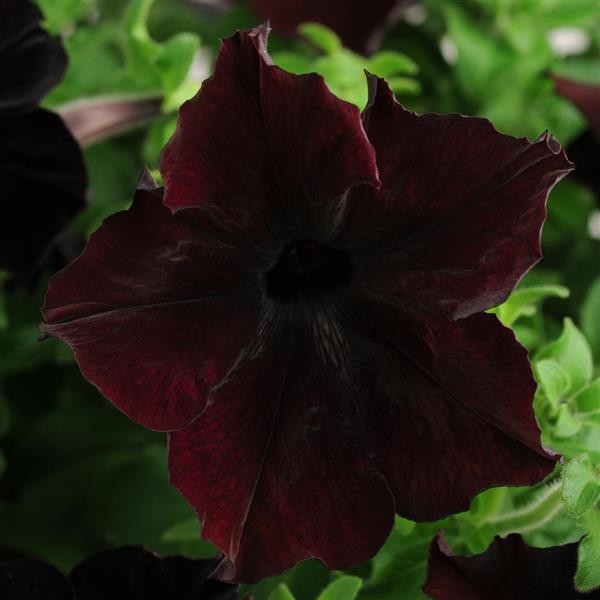 Petunia x hybrida Blackberry 5 seemet