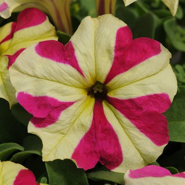 Darželinė petunija Lime Bicolor 5s 2677