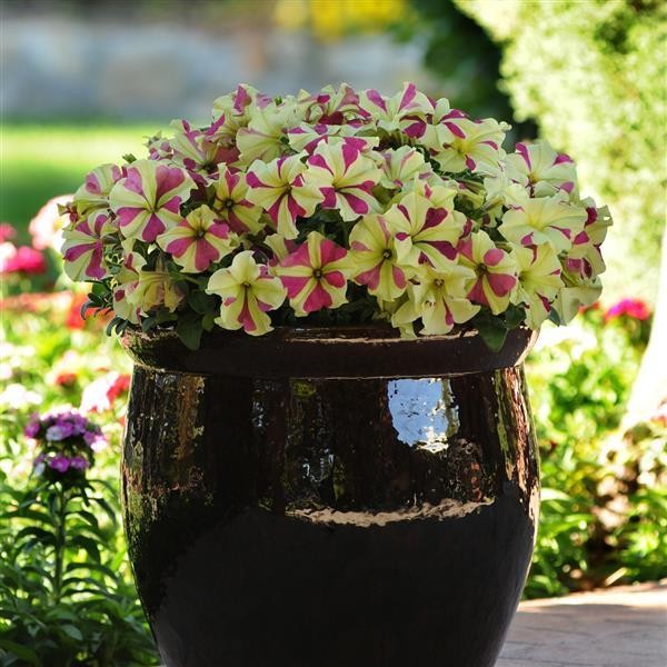 Darželinė petunija Lime Bicolor 5s 2677