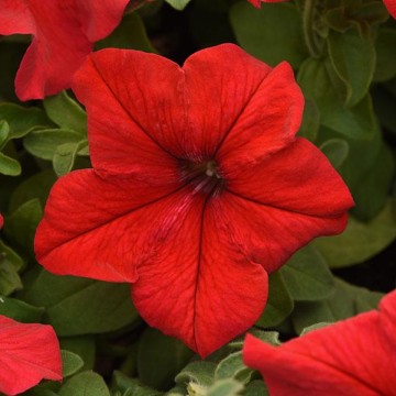 Petunia Red 10 seemet