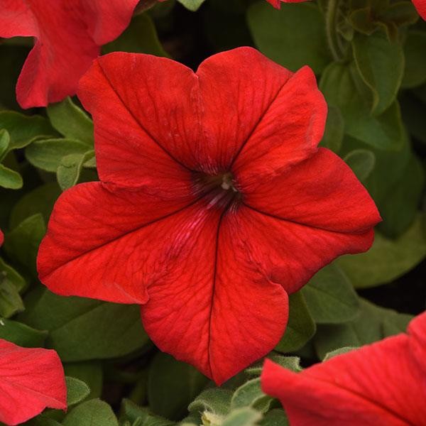 Petunia Red 10 seemet