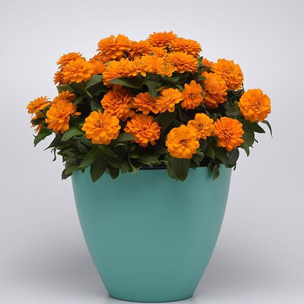 Gvaizdūnė Bright Orange 10s 2685
