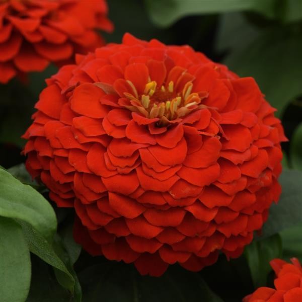 Zinnia elegans Scarlet 5 seemet