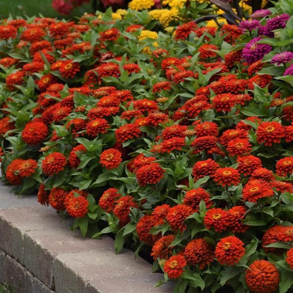 Zinnia elegans Scarlet 5 seemet