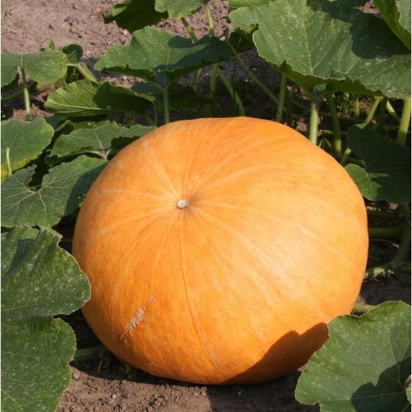 Kõrvits Gele Reuzen 0,5 kg