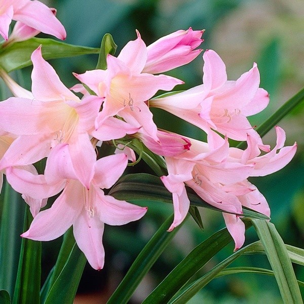Amarcrinum Howardii 1tk.