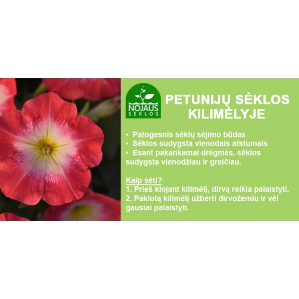 Petuunia Double Cascade Burgundy