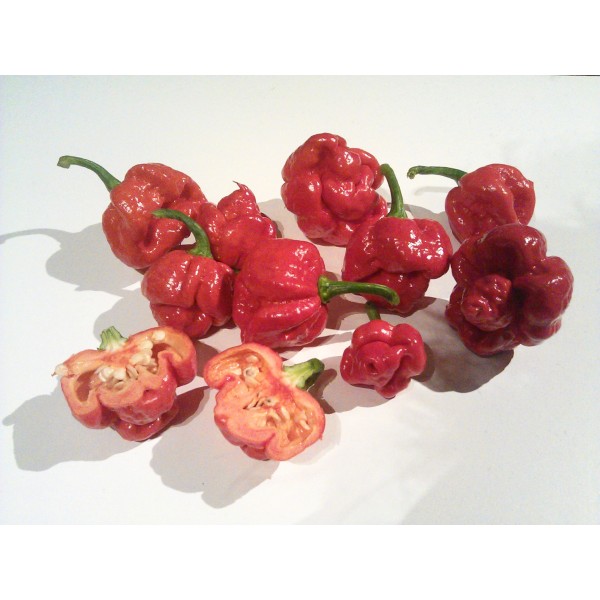 Tšillipipar Trinidad Moruga Scorpion 0,1g