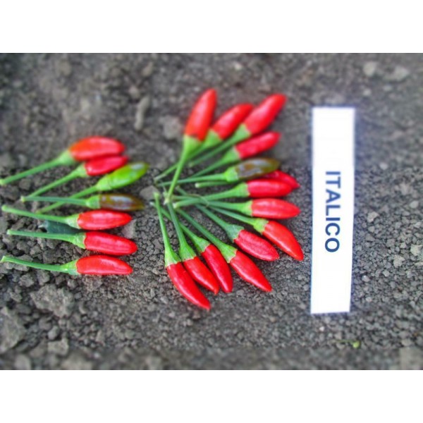 Vienametė paprika Diavolicchio Italico 0,1g 2605