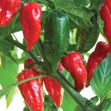 Tšillipipar Bhut Jolokia 0,2g